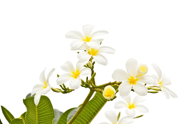 Biały frangipani na białym tle — Zdjęcie stockowe
