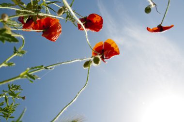 çılgın gelincikler mavi gökyüzü için grow