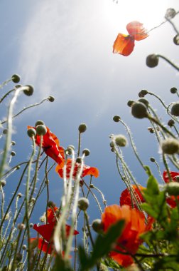 çılgın gelincikler mavi gökyüzü için grow