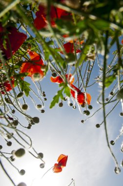 çılgın gelincikler mavi gökyüzü için grow