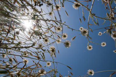 vahşi chamomiles mavi gökyüzü için grow