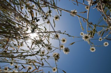 vahşi chamomiles mavi gökyüzü için grow