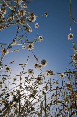 vahşi chamomiles mavi gökyüzü için grow