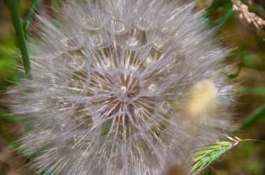 çim blowball