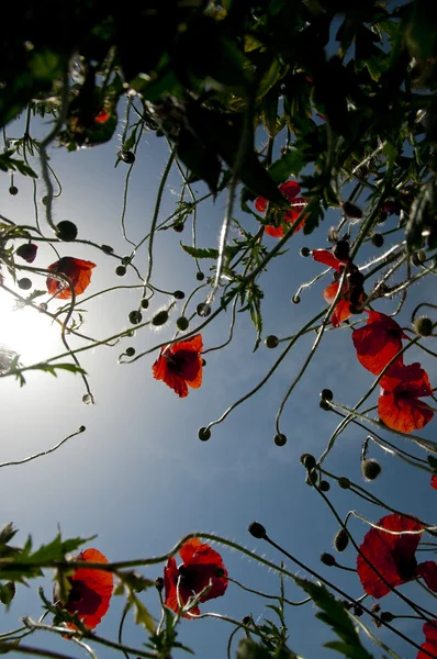 Las amapolas silvestres crecen a un cielo azul — Foto de Stock