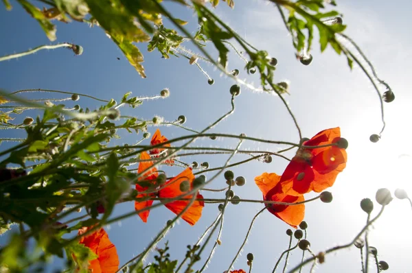 The wild poppies grow to a blue sky — Stock Photo, Image
