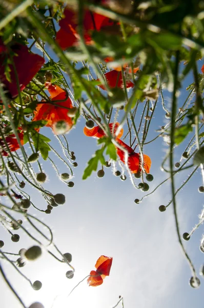 The wild poppies grow to a blue sky — Stock Photo, Image