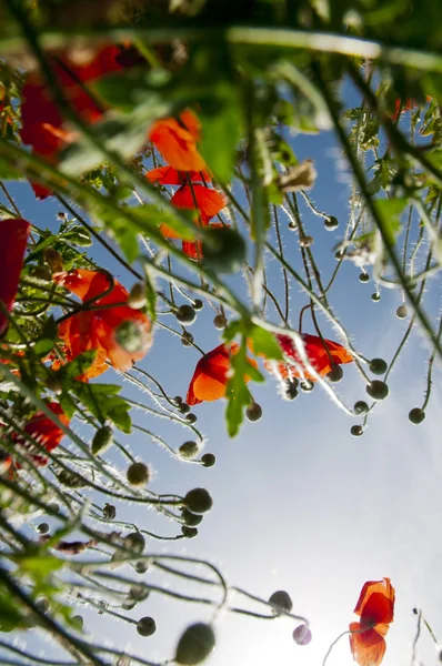 Las amapolas silvestres crecen a un cielo azul — Foto de Stock