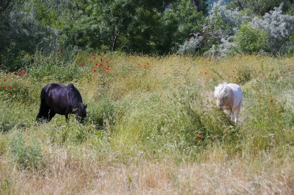 The baby-horse and the pony are grazing — Stock Photo, Image