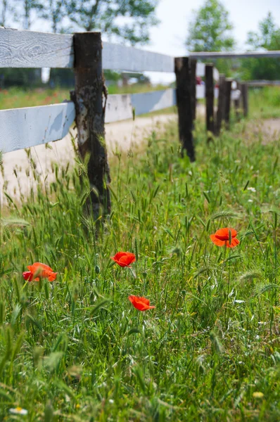Las amapolas silvestres y manzanillas en la hierba cerca de la valla de madera — Foto de Stock