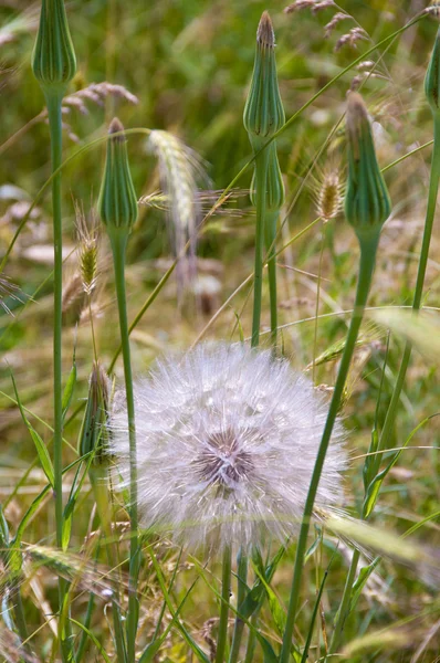 stock image Blowball in the grass