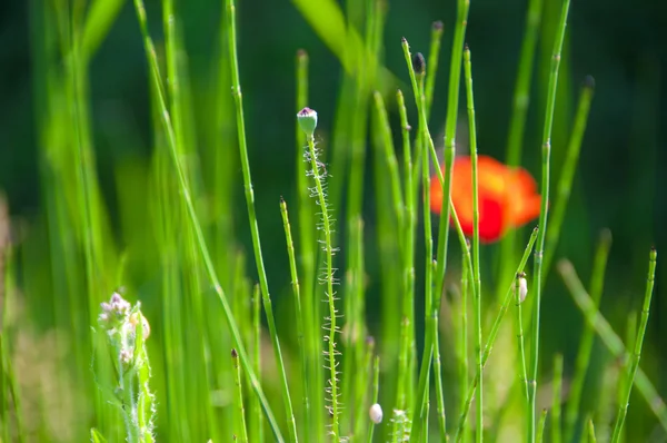Las amapolas silvestres y manzanillas en la hierba — Foto de Stock