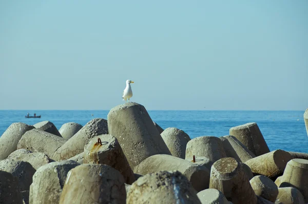 Stock image Seagull seat on the reinforcement stone