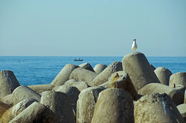 Stock image Seagull seat on the reinforcement stone