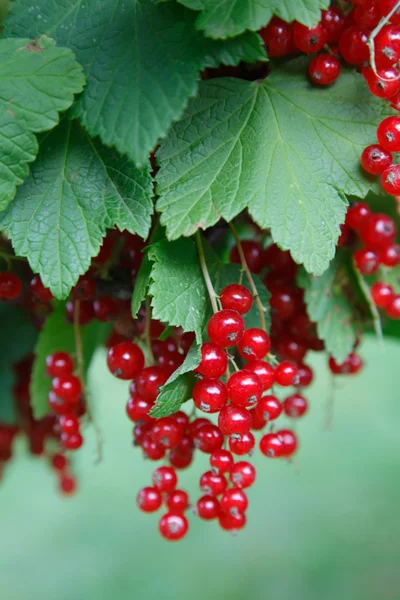 Branch of red currant on bush — Stock Photo, Image