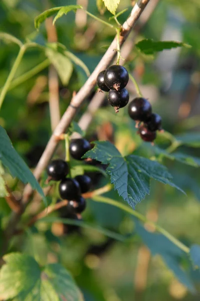 Branch of black currant on bush — Stock Photo, Image