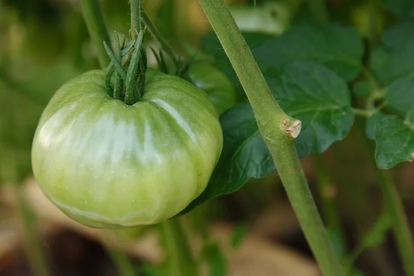 Big tomato hanging on branch — Stock Photo, Image