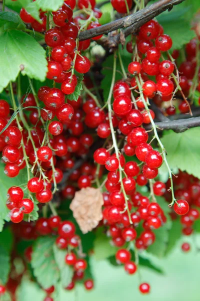 Branch of red currant on bush Royalty Free Stock Images