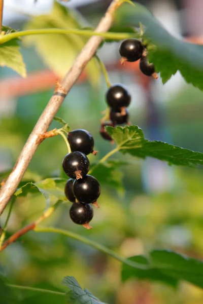 Branch of black currant on bush Royalty Free Stock Photos