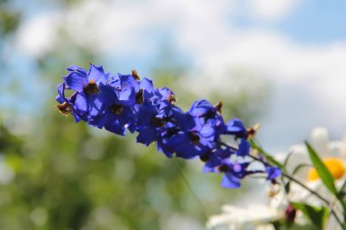 Delphinium clipart