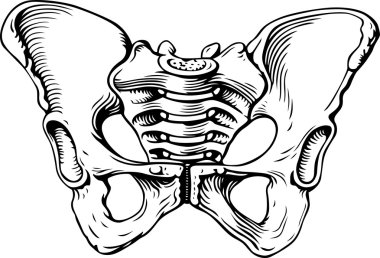 Human pelvis female clipart