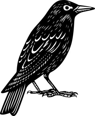 Blackbird clipart