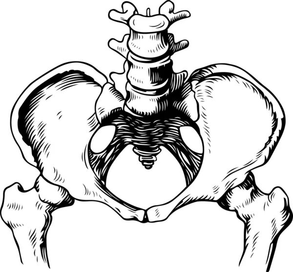 Human pelvis male — Stock Vector