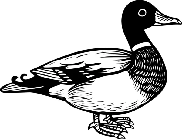 Bird duck — Stock Vector