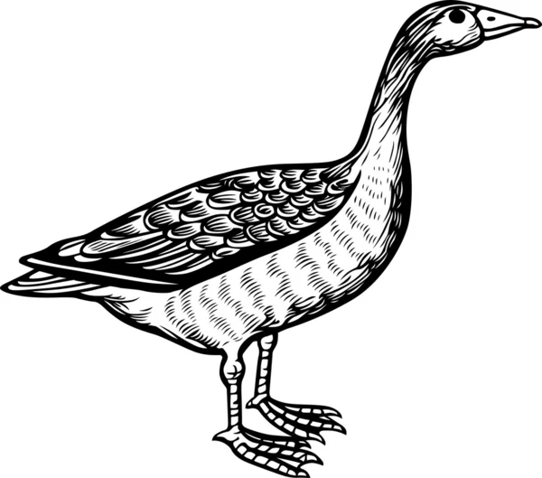 Птах гуска — стоковий вектор