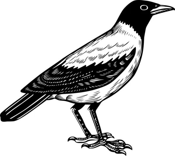Fågel crow — Stock vektor