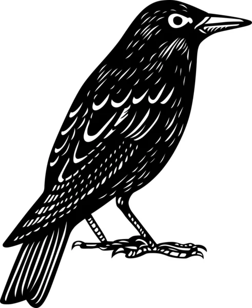 Pássaro negro —  Vetores de Stock