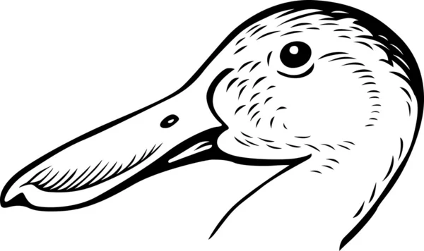 Bird's head — Stock Vector