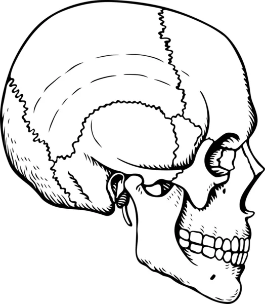 Ludzkiej czaszki — Wektor stockowy