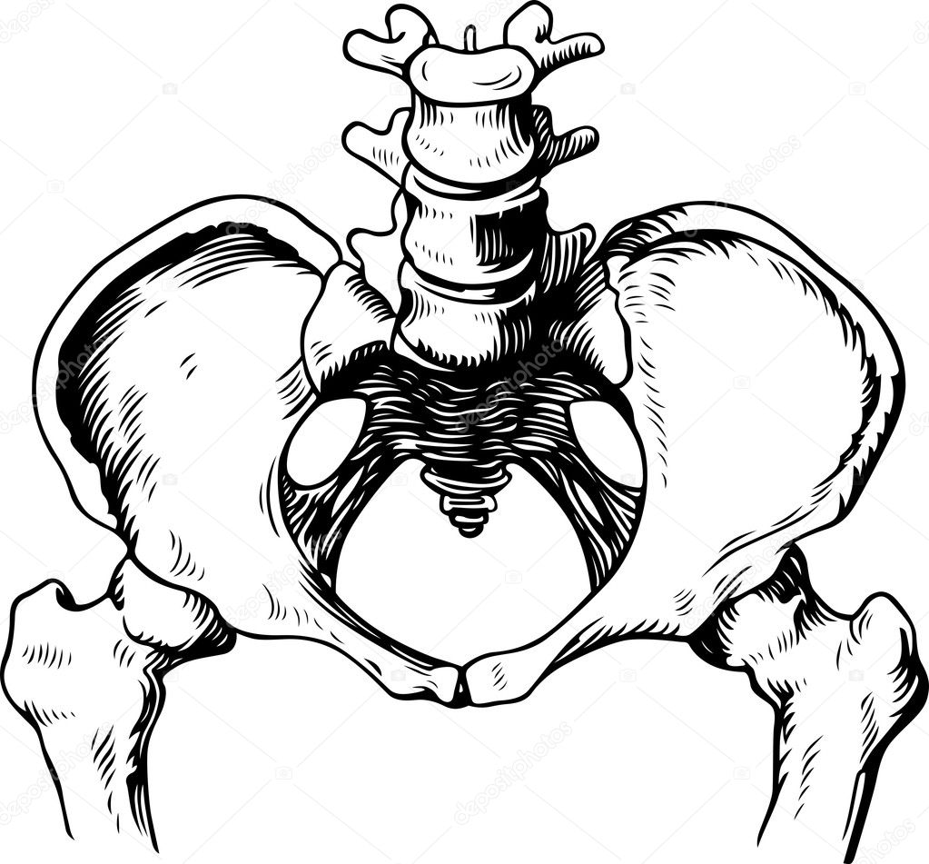 Human pelvis male — Stock Vector © Den.Barbulat #11532441