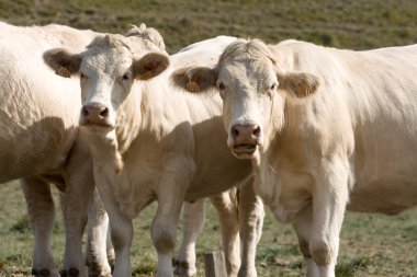 Two cows looking curious clipart