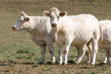 Two cows and one looking curious clipart