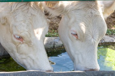 Cows drinking clipart