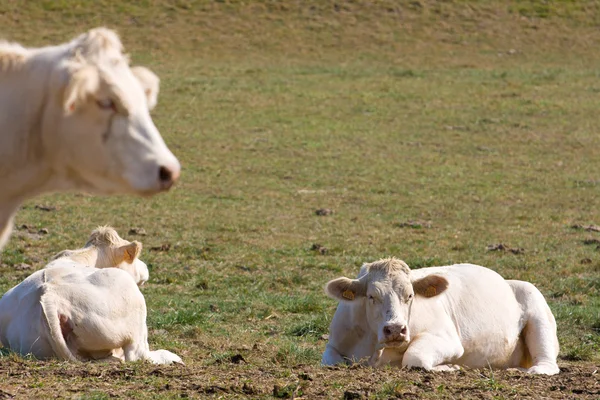 几头母牛在草地上 — 图库照片