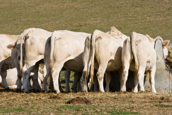 Кілька корів на задньому плані — стокове фото