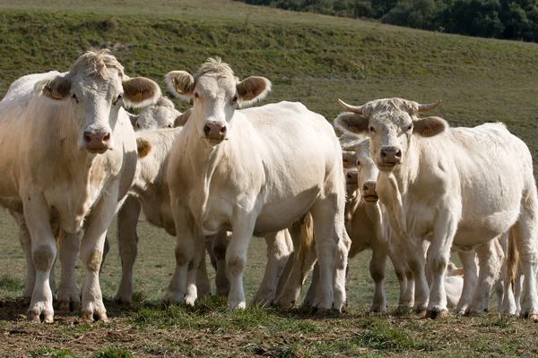 Várias vacas parecendo curiosas — Fotografia de Stock