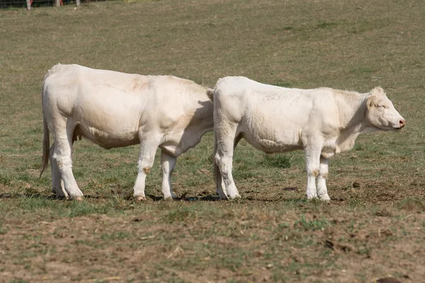 Duas vacas — Fotografia de Stock