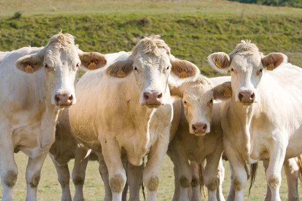 Quatro vacas curiosas — Fotografia de Stock