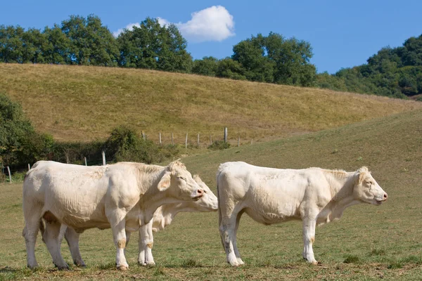 Három tehenek — Stock Fotó