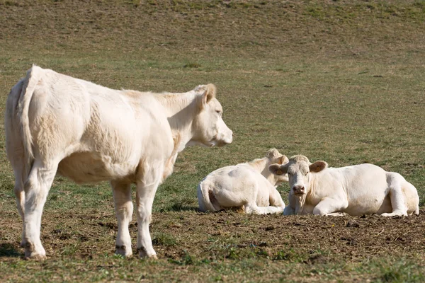 几头母牛在草地上 — 图库照片