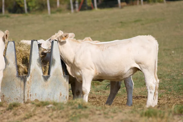 Cows eating — Stock Photo, Image
