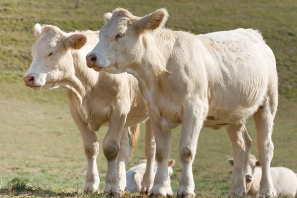 Varias vacas en el prado — Foto de Stock