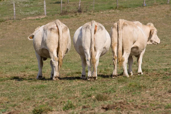 Több tehén hátsó nézet — Stock Fotó