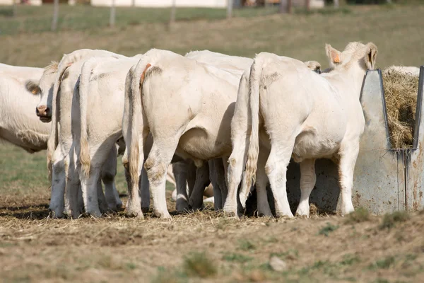 Varias vacas en una vista trasera — Foto de Stock