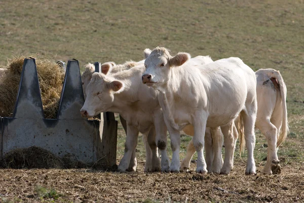 Їдять корови — стокове фото