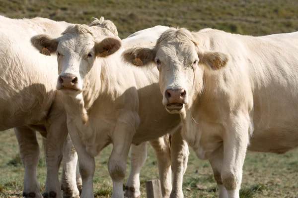 Dvě krávy pohledu zvědavý — Stock fotografie